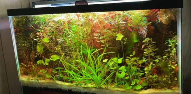 Apistogramma Tank