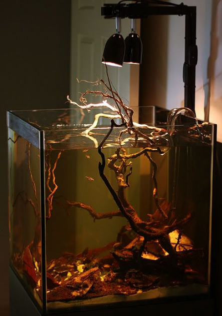 Catappa Leaves for Betta Fish and Blackwater