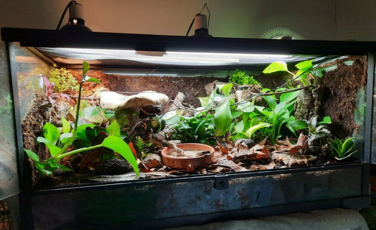 Bioactive Terrarium with thick Catappa Leaf Litter layer