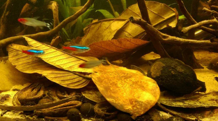 Catappa Leaves for Blackwater Tank and Betta Fish Spawning