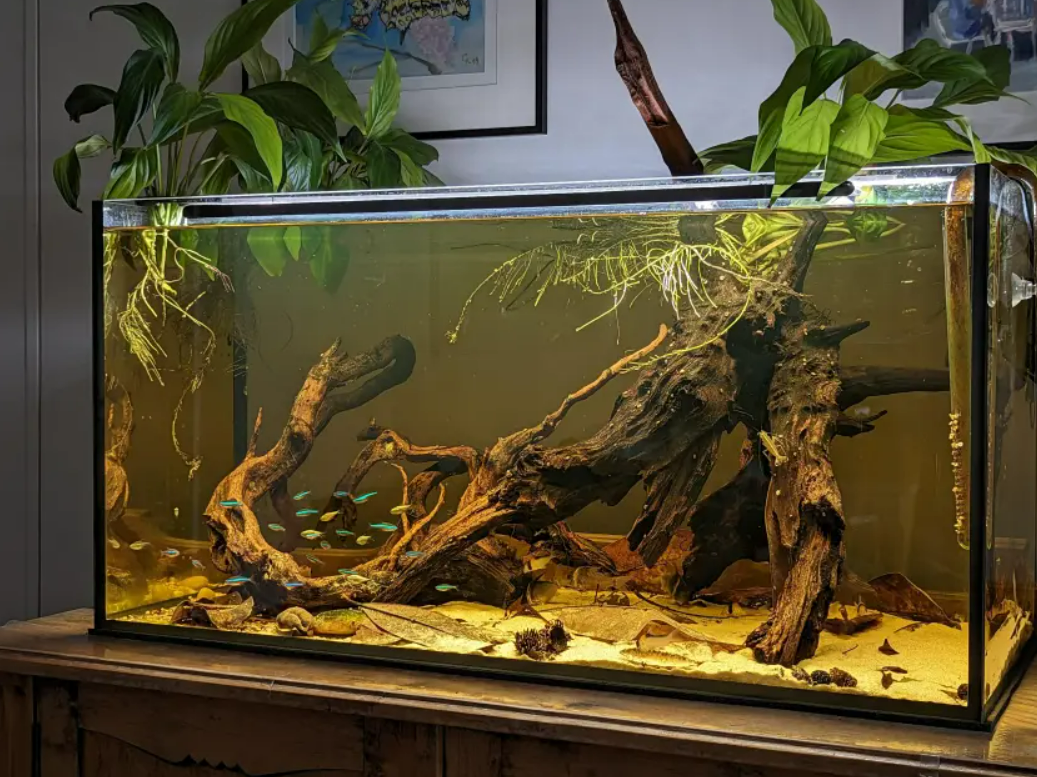 Beautiful Blackwater Aquascape with Catappa Leaf Litter