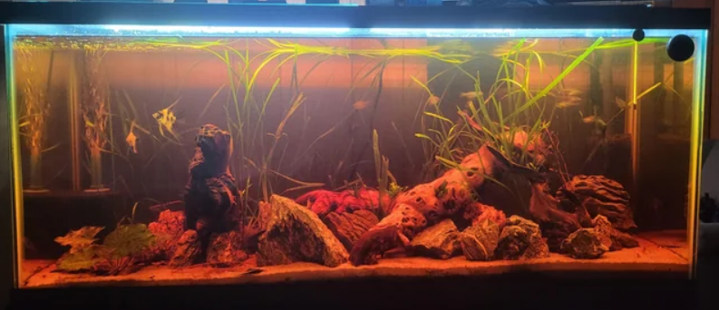 Blackwater Biotope Tank