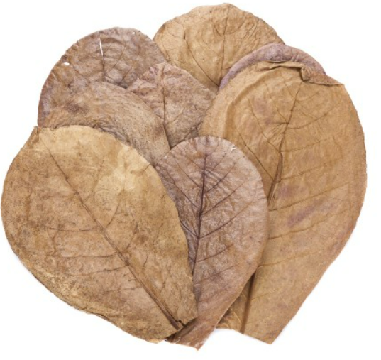 Catappa Dosage Guide