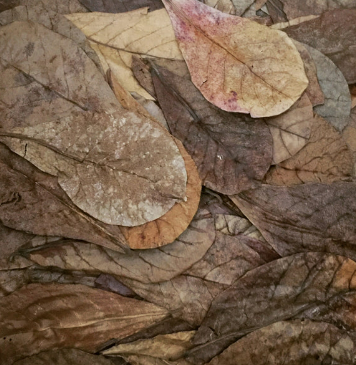 Aquarist adding Catappa Leaves to aquarium
