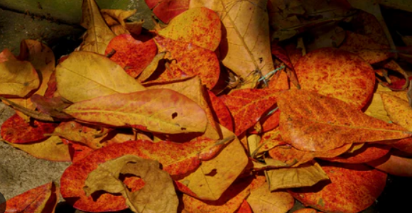 Catappa Leaf Sinking and Mold Prevention Guide