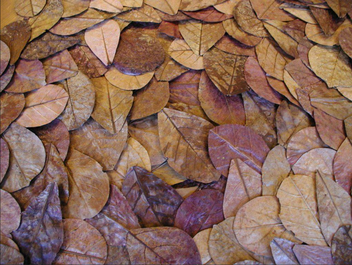 Dried Catappa Leaf Litter for Bioactive Reptile Substrate