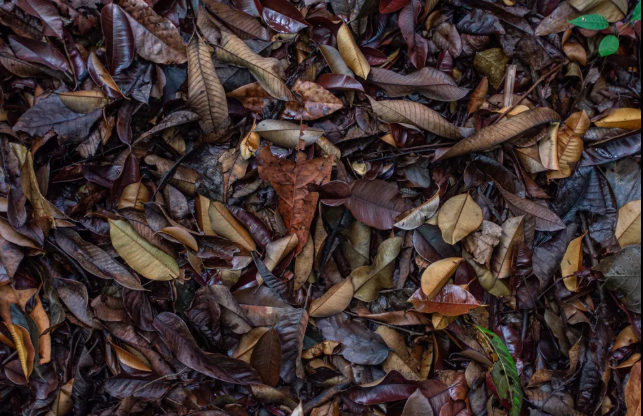 Dirty Catappa leaves on a busy polluted street