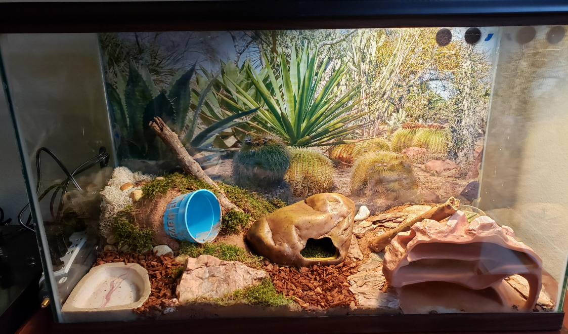 Gecko Habitat