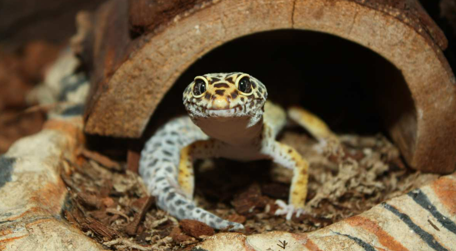 Leopard Gecko using Catappa Leaf as a hide