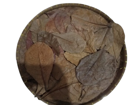 Hand sorting premium Catappa leaves