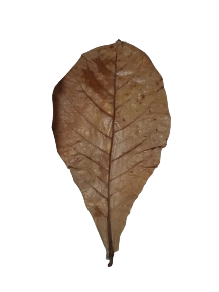 Large Indian Almond Leaves for Reptile Bedding and Wholesale