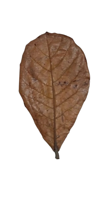 Medium Catappa Leaves for Bioactive Terrarium Leaf Litter
