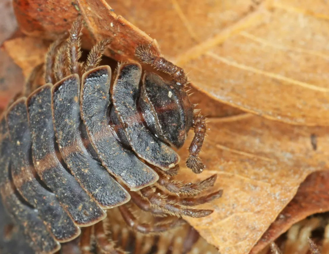 Microfauna Isopods Springtails on Leaves
