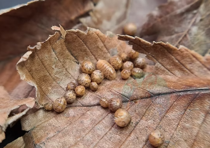 Catappa Leaves supporting Microfauna in a Blackwater Tank