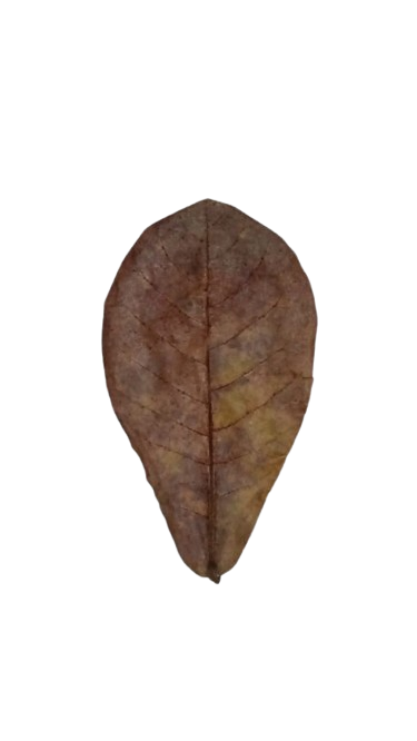 Nano Catappa Leaves for Shrimp and Hermit Crab Food