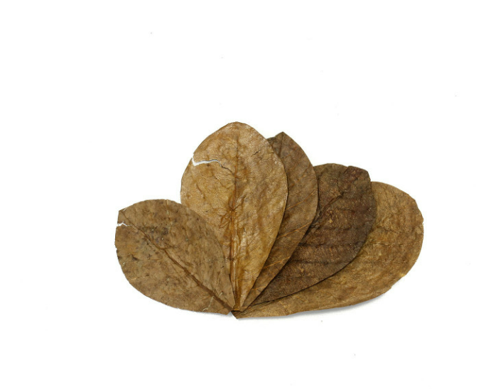 Premium Grade A Catappa Leaves Indonesia Exporter