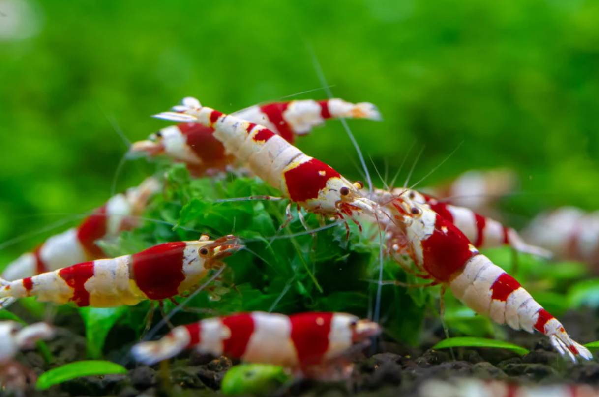 Nano Catappa Leaves for Caridina and Neocaridina Shrimp Tanks