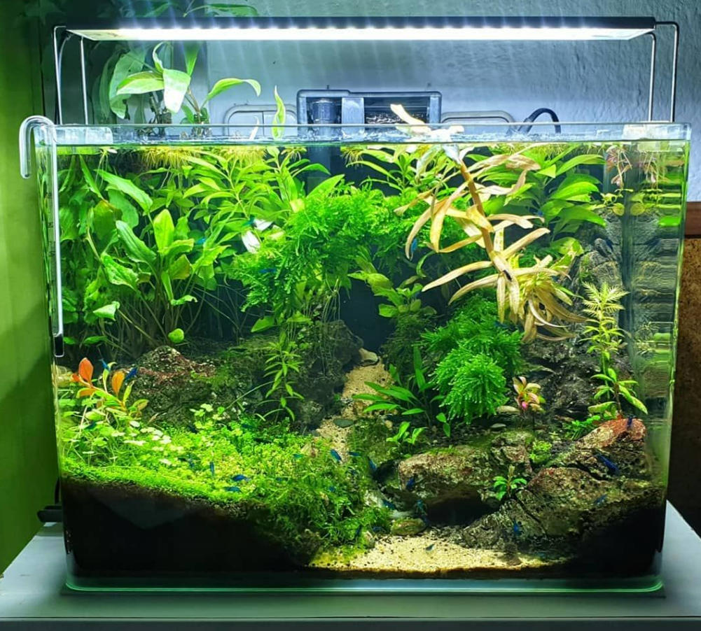 Nano Catappa Leaves for Shrimp and Nano Tanks