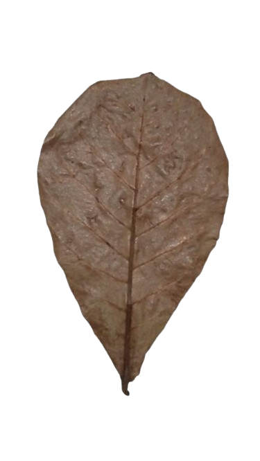 Small Indian Almond Leaves Grade A for Betta Fish