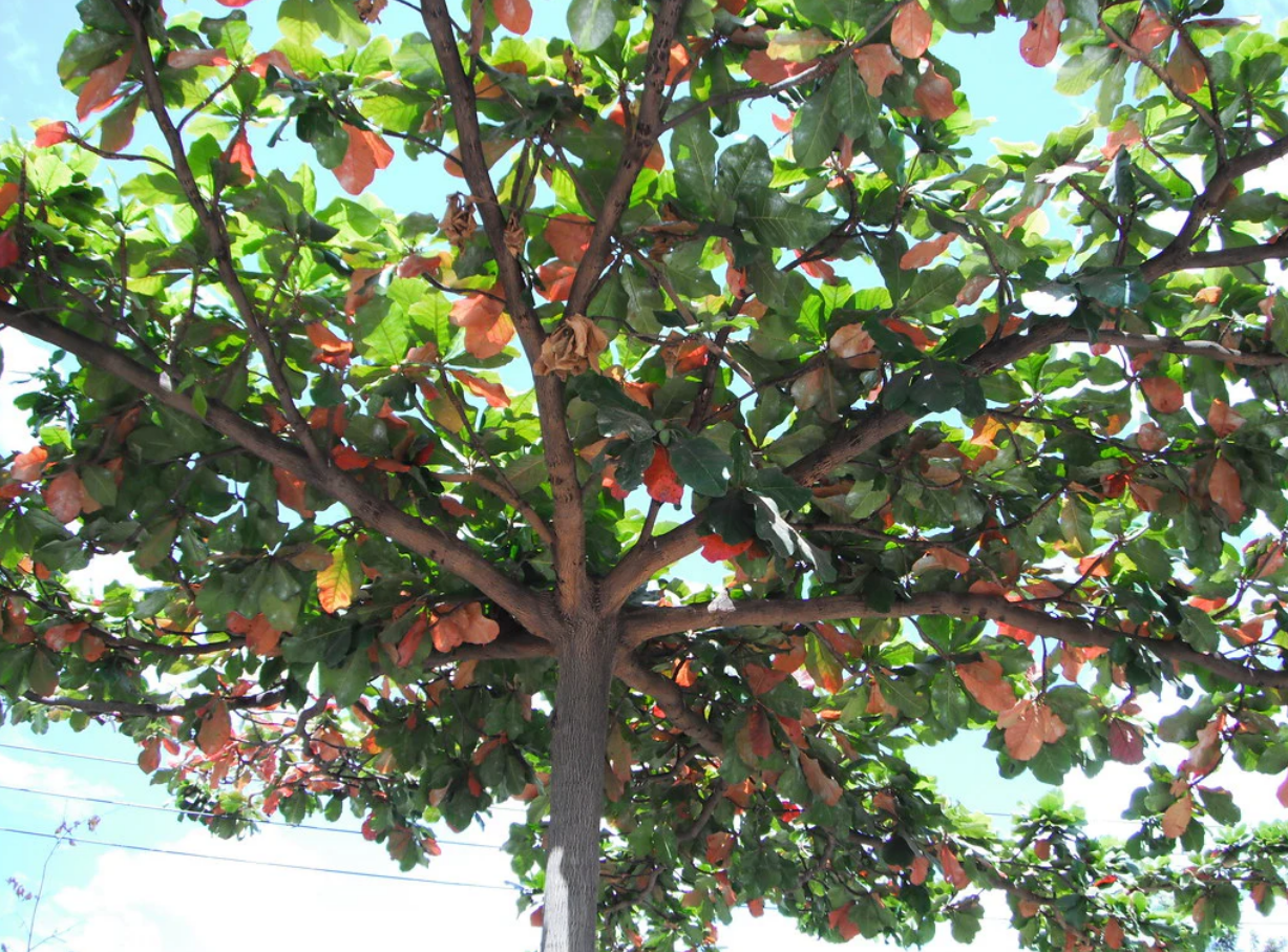 Ethical Wild-Harvesting of Indian Almond Leaves