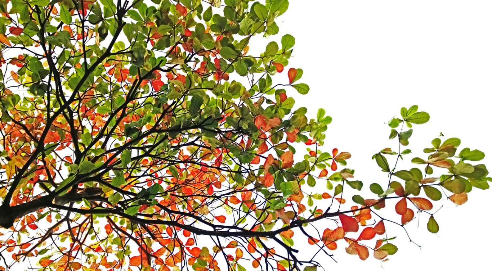 Sustainable Sourcing of Indian Almond Leaves