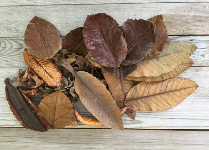 Leaves comparison