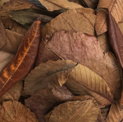 Comparison of Catappa, Guava, and Banana leaves